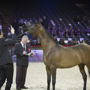 2012 Paris - Salon du Cheval Show