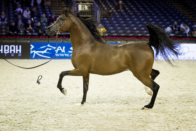 2012 Paris - Salon du Cheval Show