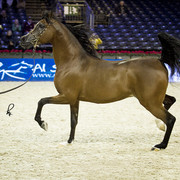 2012 Paris - Salon du Cheval Show