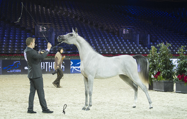 2012 Paris - Salon du Cheval Show