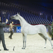 2012 Paris - Salon du Cheval Show