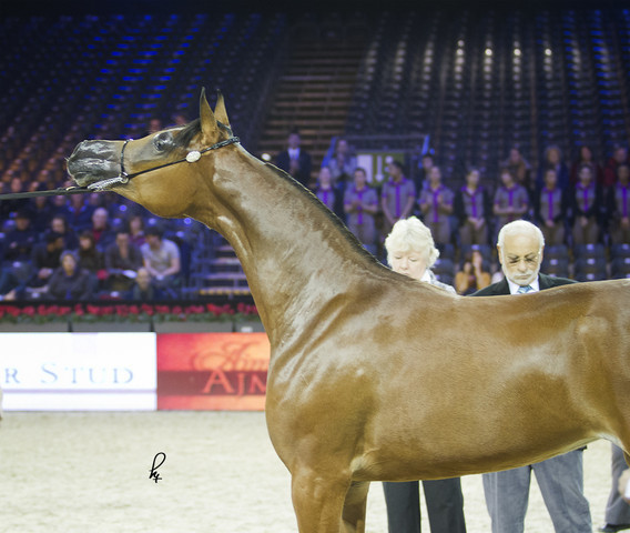 2012 Paris - Salon du Cheval Show