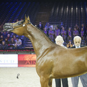 2012 Paris - Salon du Cheval Show