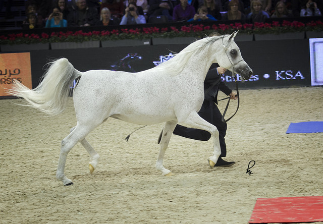 2012 Paris - Salon du Cheval Show