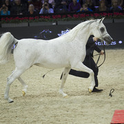 2012 Paris - Salon du Cheval Show