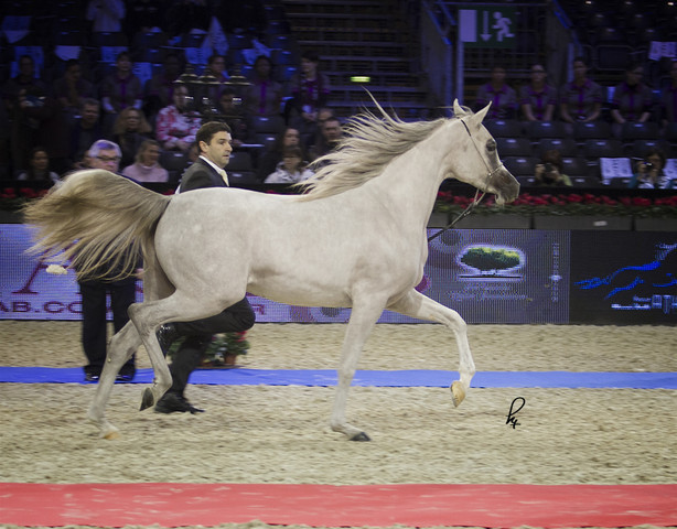 2012 Paris - Salon du Cheval Show