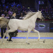 2012 Paris - Salon du Cheval Show