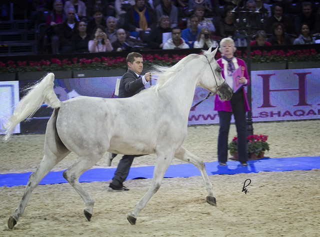 2012 Paris - Salon du Cheval Show