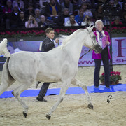 2012 Paris - Salon du Cheval Show