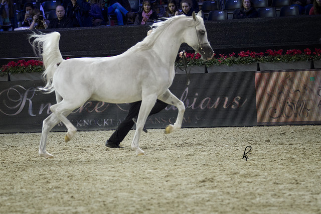 2012 Paris - Salon du Cheval Show