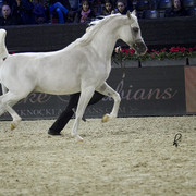 2012 Paris - Salon du Cheval Show