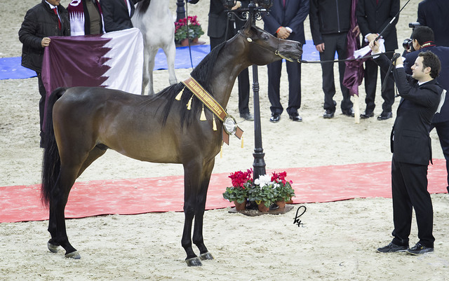 2012 Paris - Salon du Cheval Show