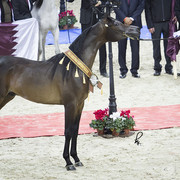 2012 Paris - Salon du Cheval Show