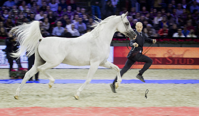 2012 Paris - Salon du Cheval Show