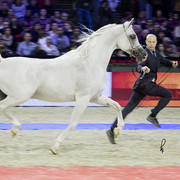 2012 Paris - Salon du Cheval Show