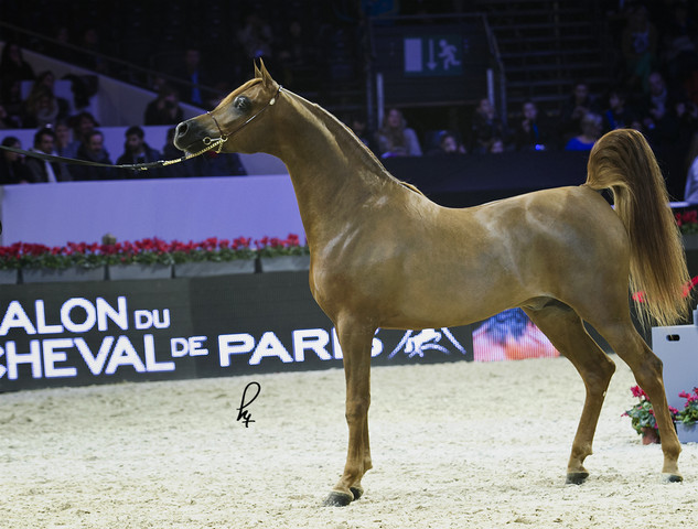 2012 Paris - Salon du Cheval Show