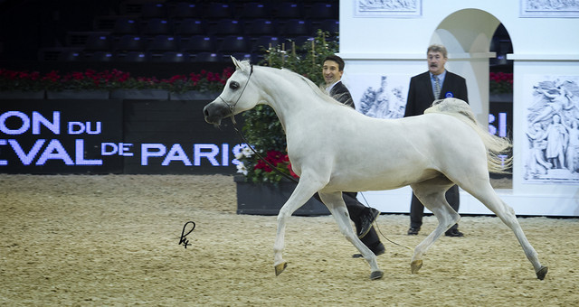 2012 Paris - Salon du Cheval Show