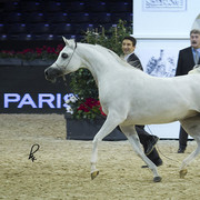 2012 Paris - Salon du Cheval Show
