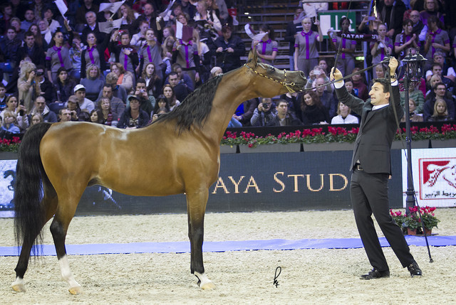 2012 Paris - Salon du Cheval Show