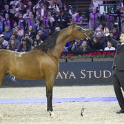2012 Paris - Salon du Cheval Show