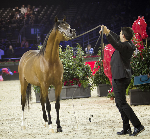 2012 Paris - Salon du Cheval Show