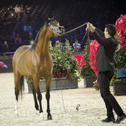 2012 Paris - Salon du Cheval Show