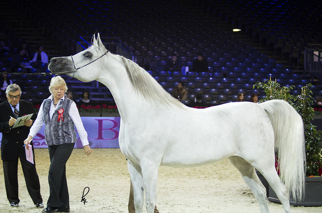 2012 Paris - Salon du Cheval Show