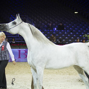 2012 Paris - Salon du Cheval Show