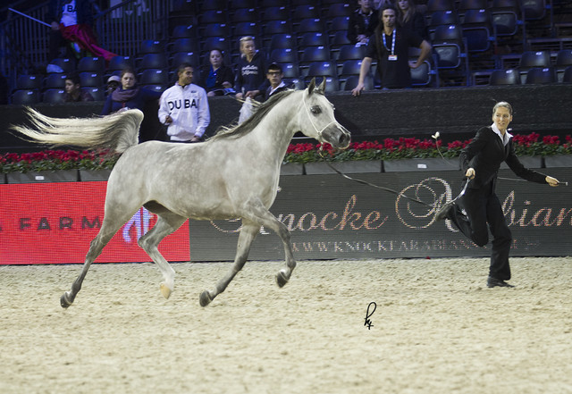 2012 Paris - Salon du Cheval Show