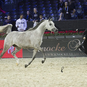2012 Paris - Salon du Cheval Show