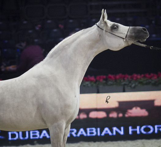 2012 Paris - Salon du Cheval Show