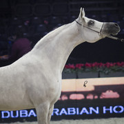 2012 Paris - Salon du Cheval Show