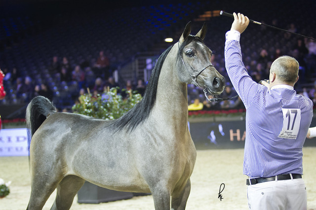 2012 Paris - Salon du Cheval Show
