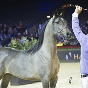 2012 Paris - Salon du Cheval Show