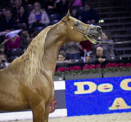 2012 Paris - Salon du Cheval Show