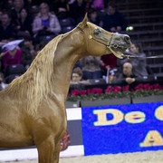 2012 Paris - Salon du Cheval Show