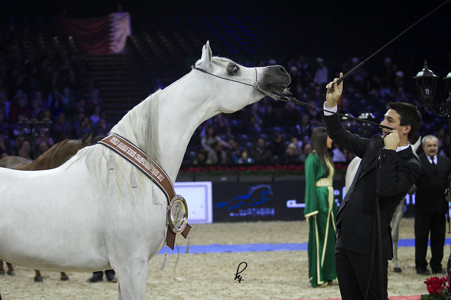2012 Paris - Salon du Cheval Show