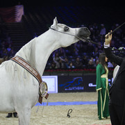 2012 Paris - Salon du Cheval Show