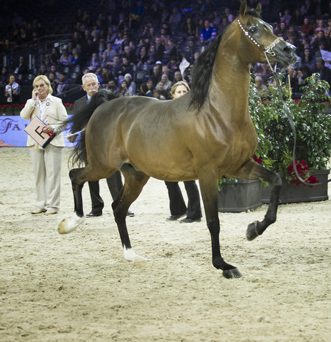 2012 Paris - Salon du Cheval Show
