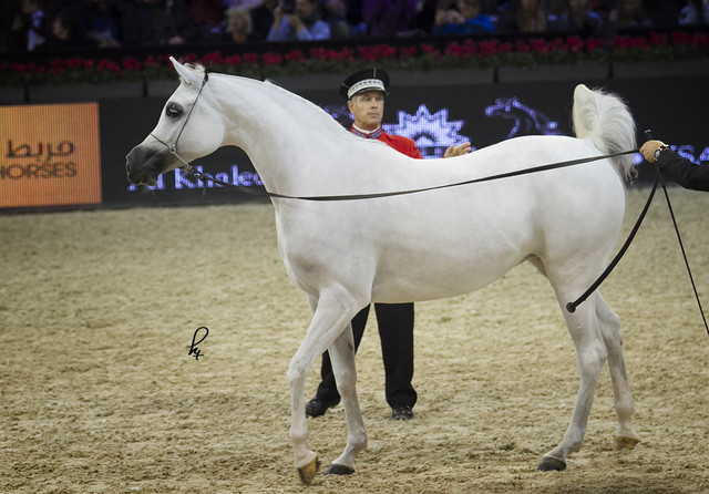 2012 Paris - Salon du Cheval Show