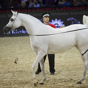 2012 Paris - Salon du Cheval Show