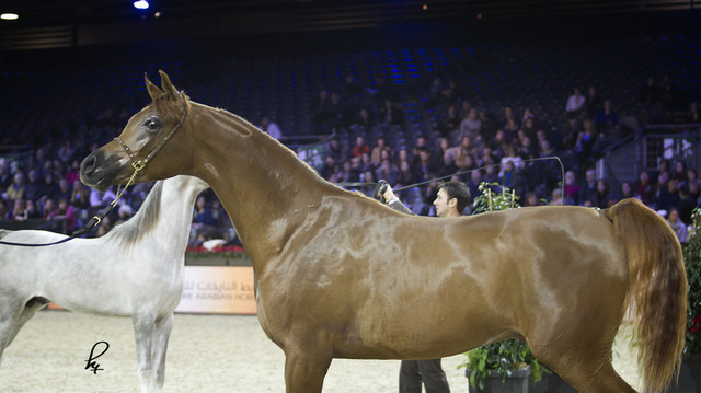 2012 Paris - Salon du Cheval Show