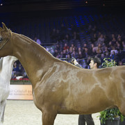 2012 Paris - Salon du Cheval Show