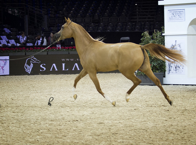 2012 Paris - Salon du Cheval Show
