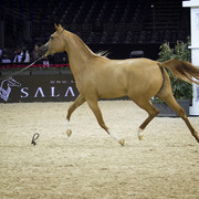 2012 Paris - Salon du Cheval Show