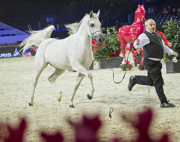 2012 Paris - Salon du Cheval Show