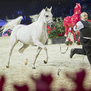2012 Paris - Salon du Cheval Show