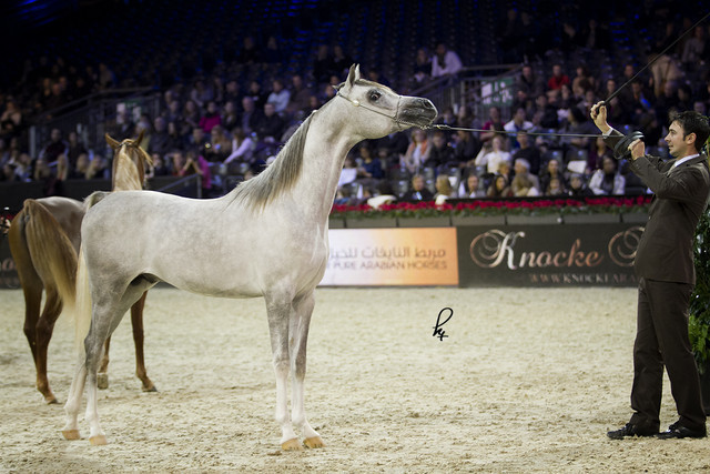 2012 Paris - Salon du Cheval Show