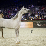 2012 Paris - Salon du Cheval Show