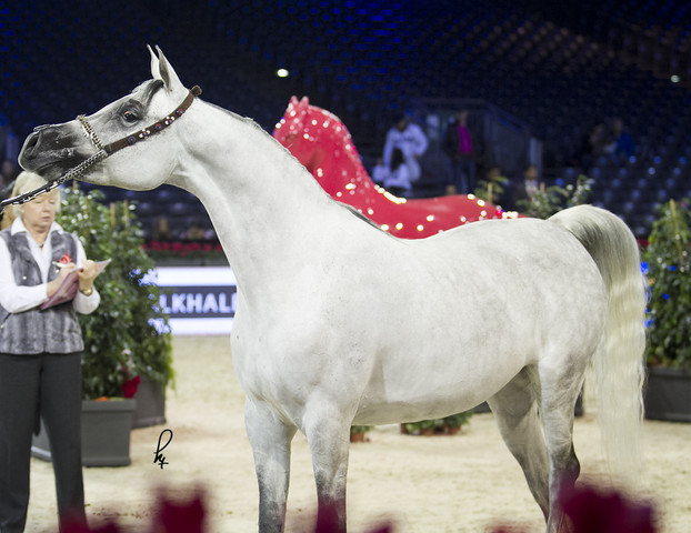 2012 Paris - Salon du Cheval Show